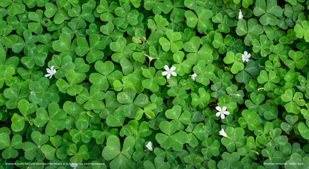 St. patrick's Day clover image